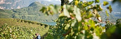 Barleith, unsere Cabernetlage