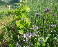 Bienennahrung, Bienenwonne